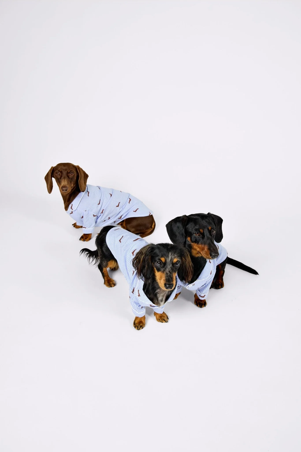 Dachshund Dog Pajama Shirt – Blue & White