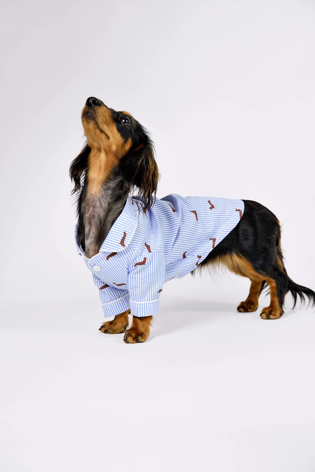 Dachshund Dog Pajama Shirt – Blue & White