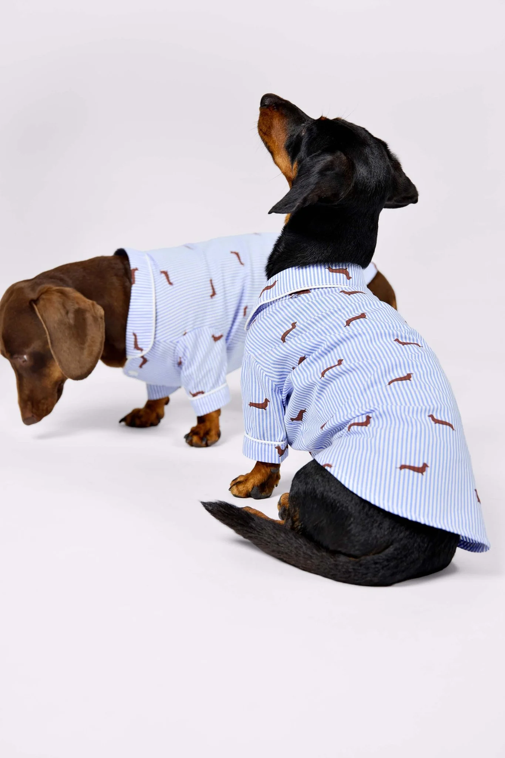 Dachshund Dog Pajama Shirt – Blue & White