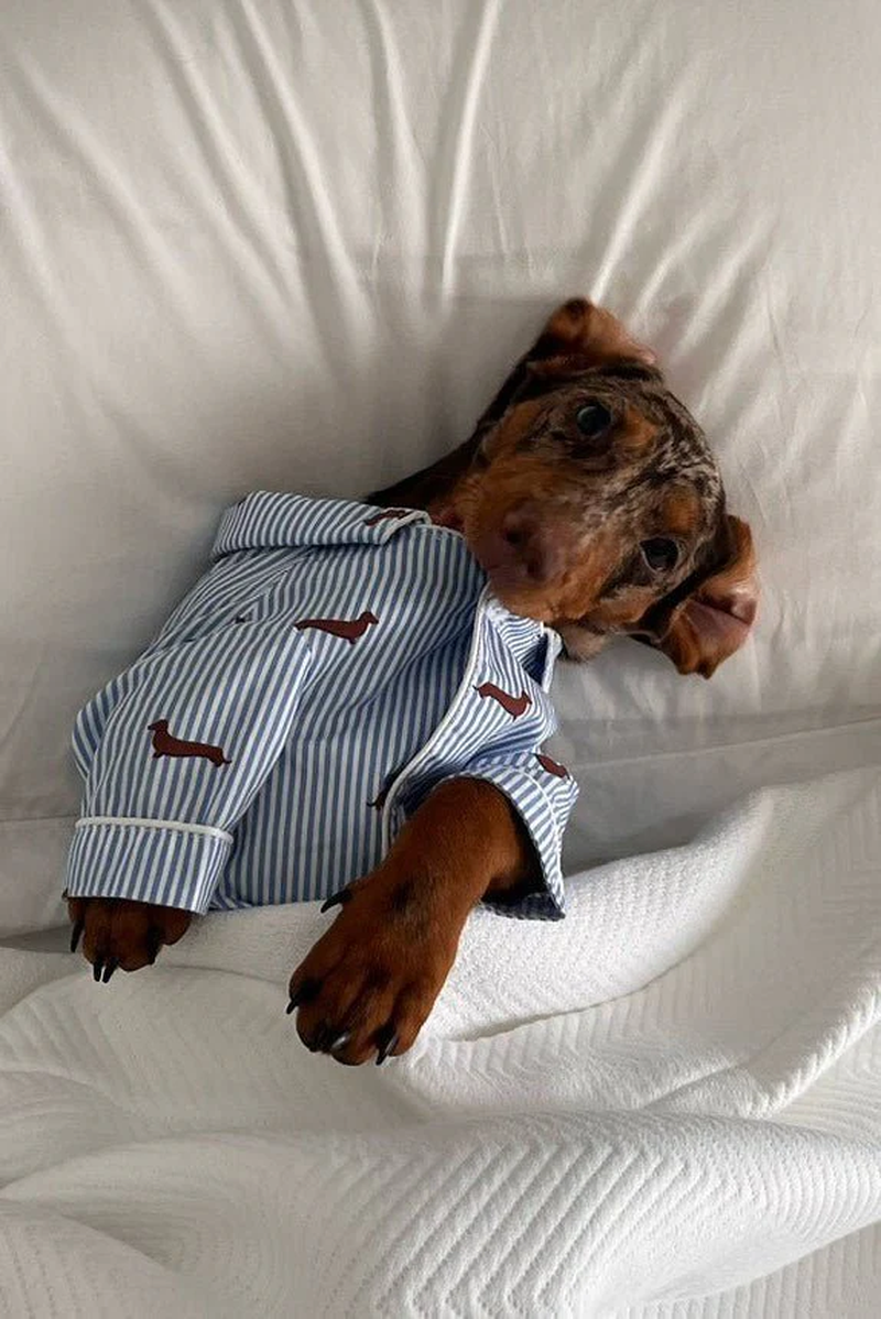 Dachshund Dog Pajama Shirt – Blue & White