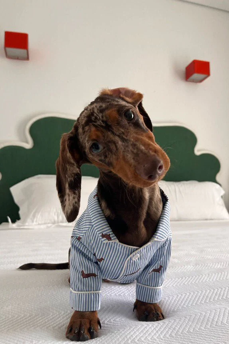 Dachshund Dog Pajama Shirt – Blue & White
