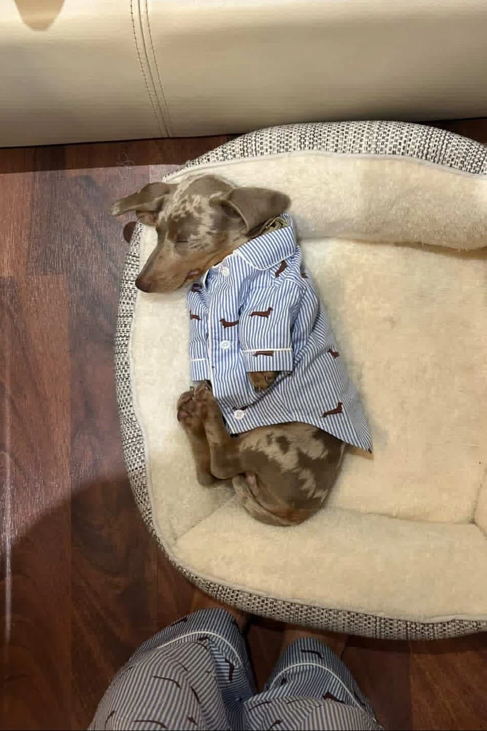Dachshund Dog Pajama Shirt – Blue & White