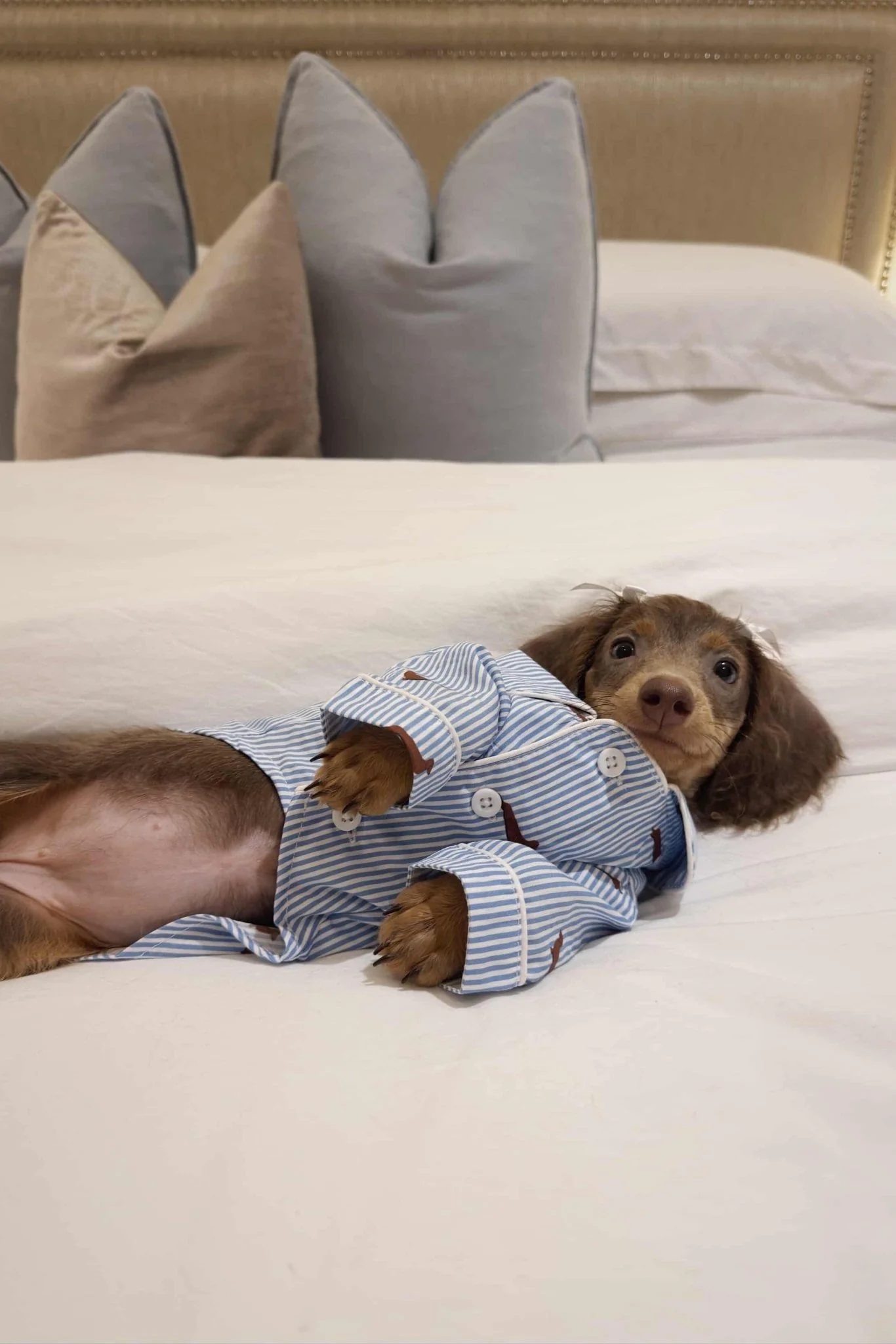 Dachshund Dog Pajama Shirt – Blue & White