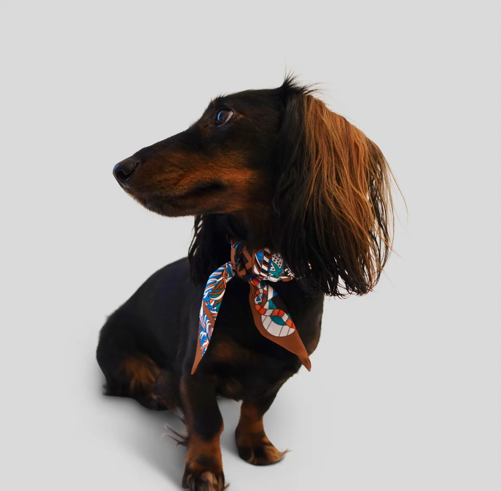 Dog Collar Twilly Paris Éclat