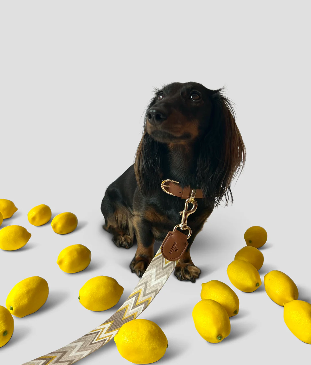 Dog Leash Chevron Citron