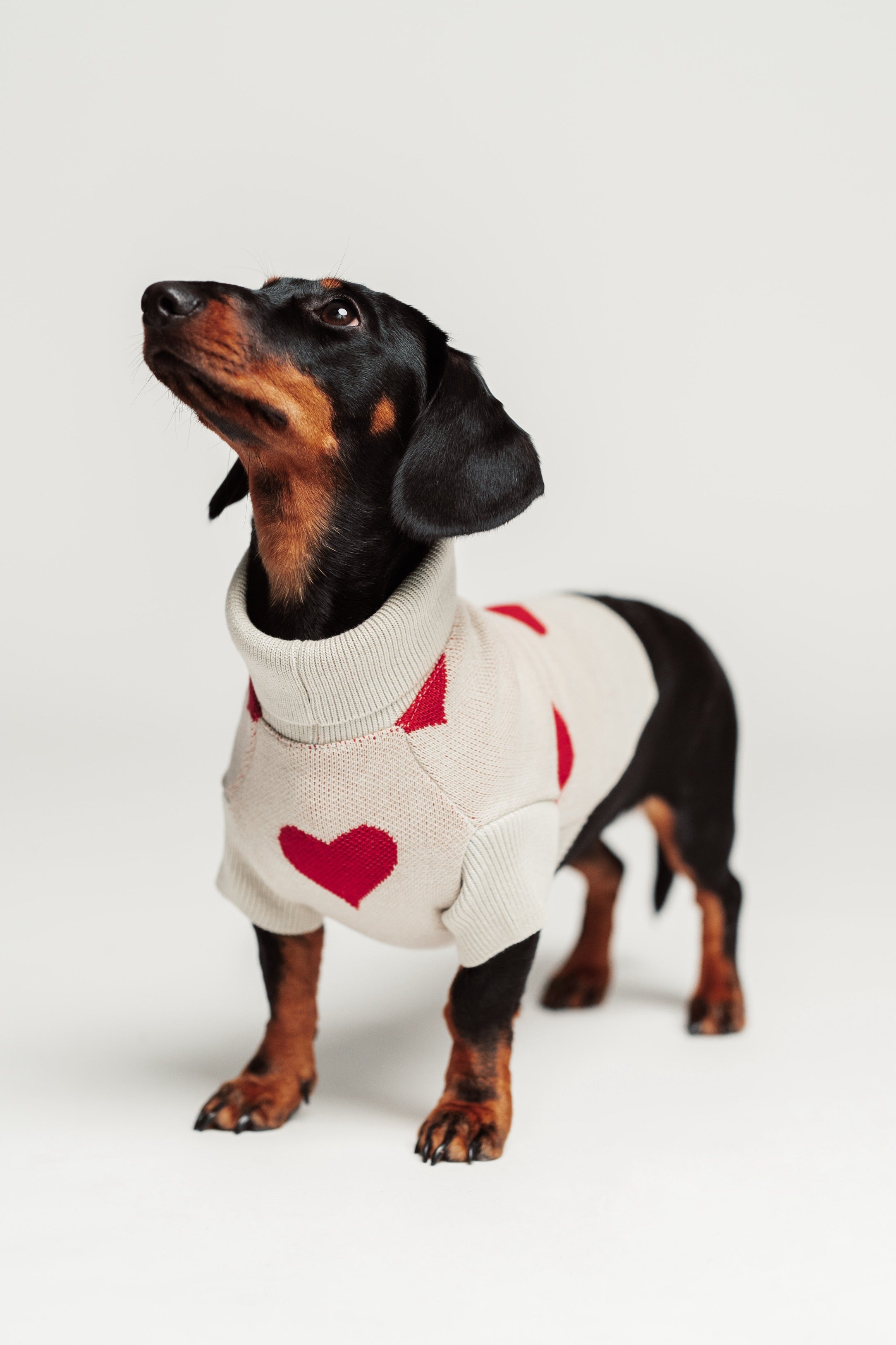 Dog Sweater Red Hearts