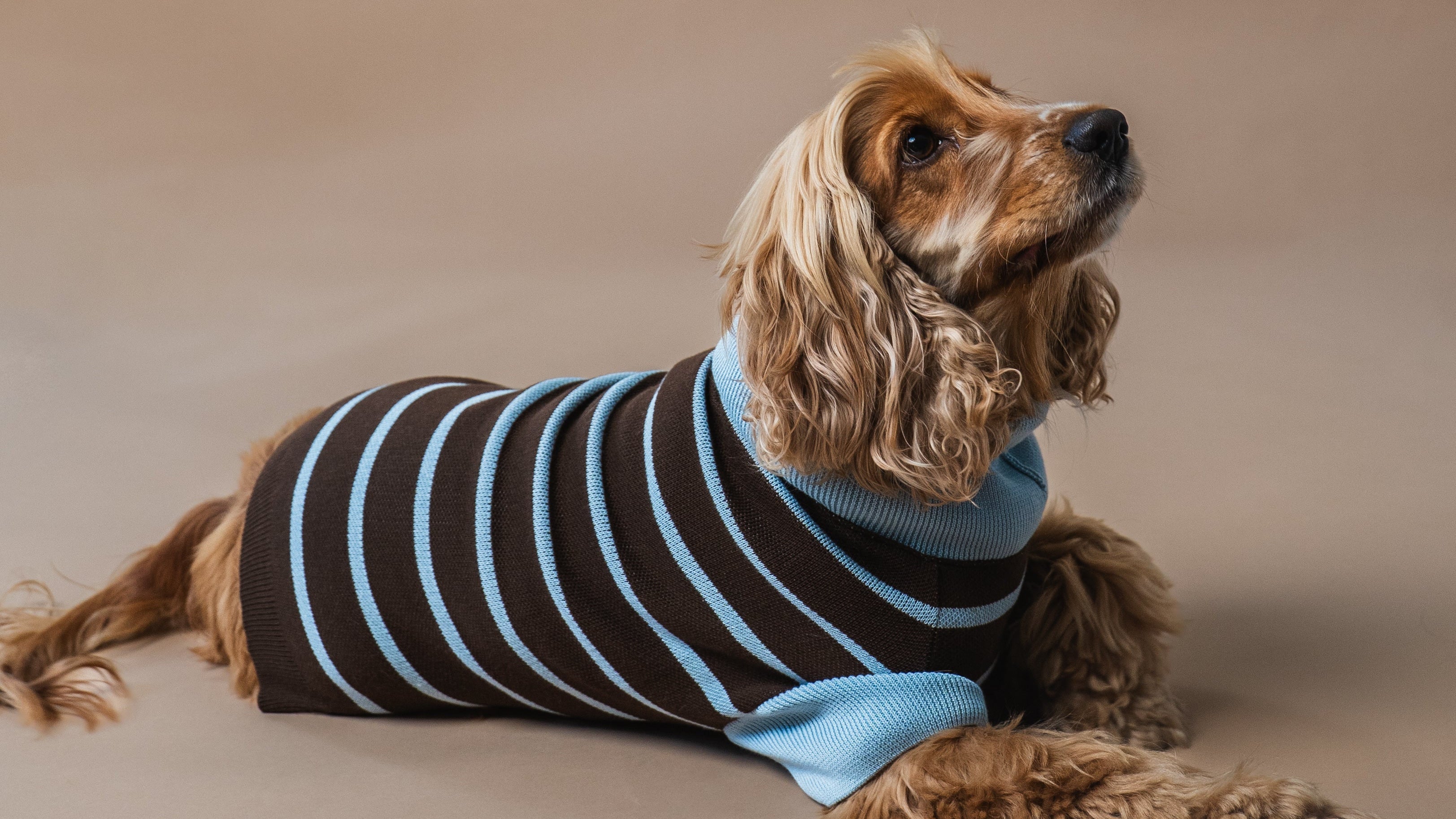 Dog Sweater Stripes