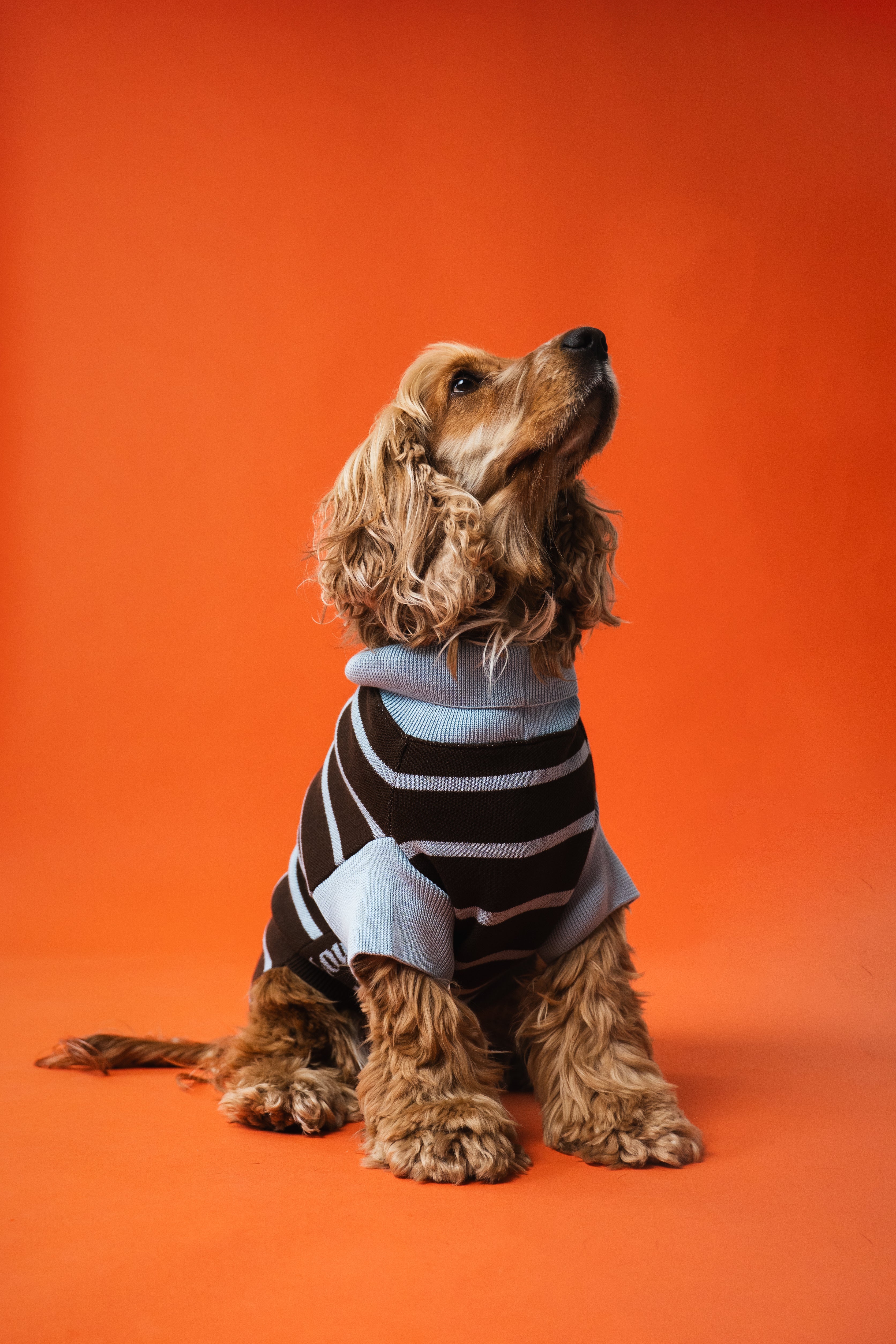 Dog Sweater Stripes