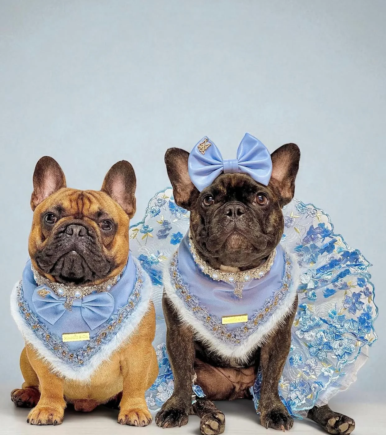 Fairies Leather Collection: Cloud Nine Couture