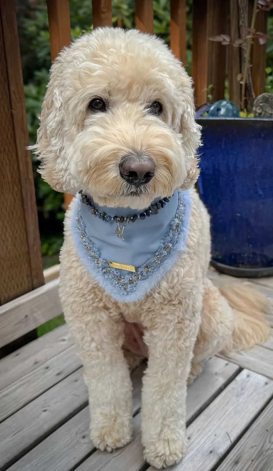 Fairies Leather Collection: Cloud Nine Couture