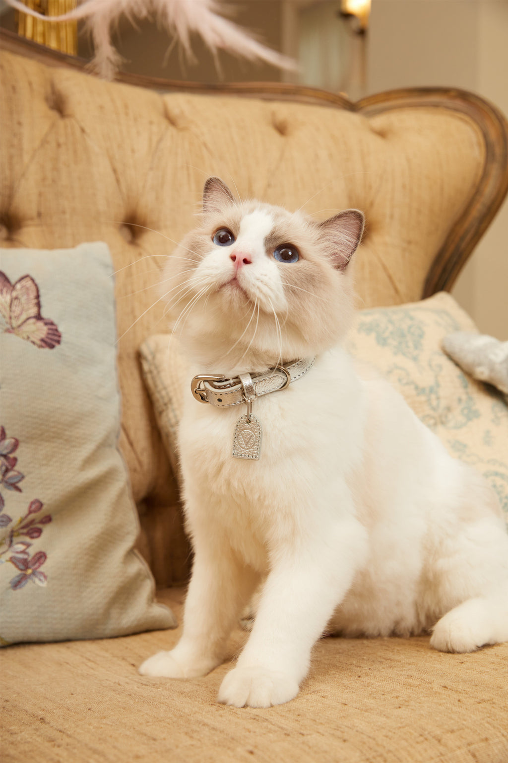 Gloss Collar