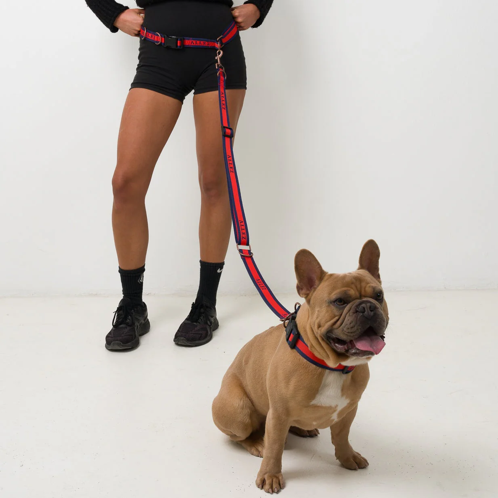 Hands-Free Dog Walking Belt, Lead & Collar Bundle - Everyday LIBERTE