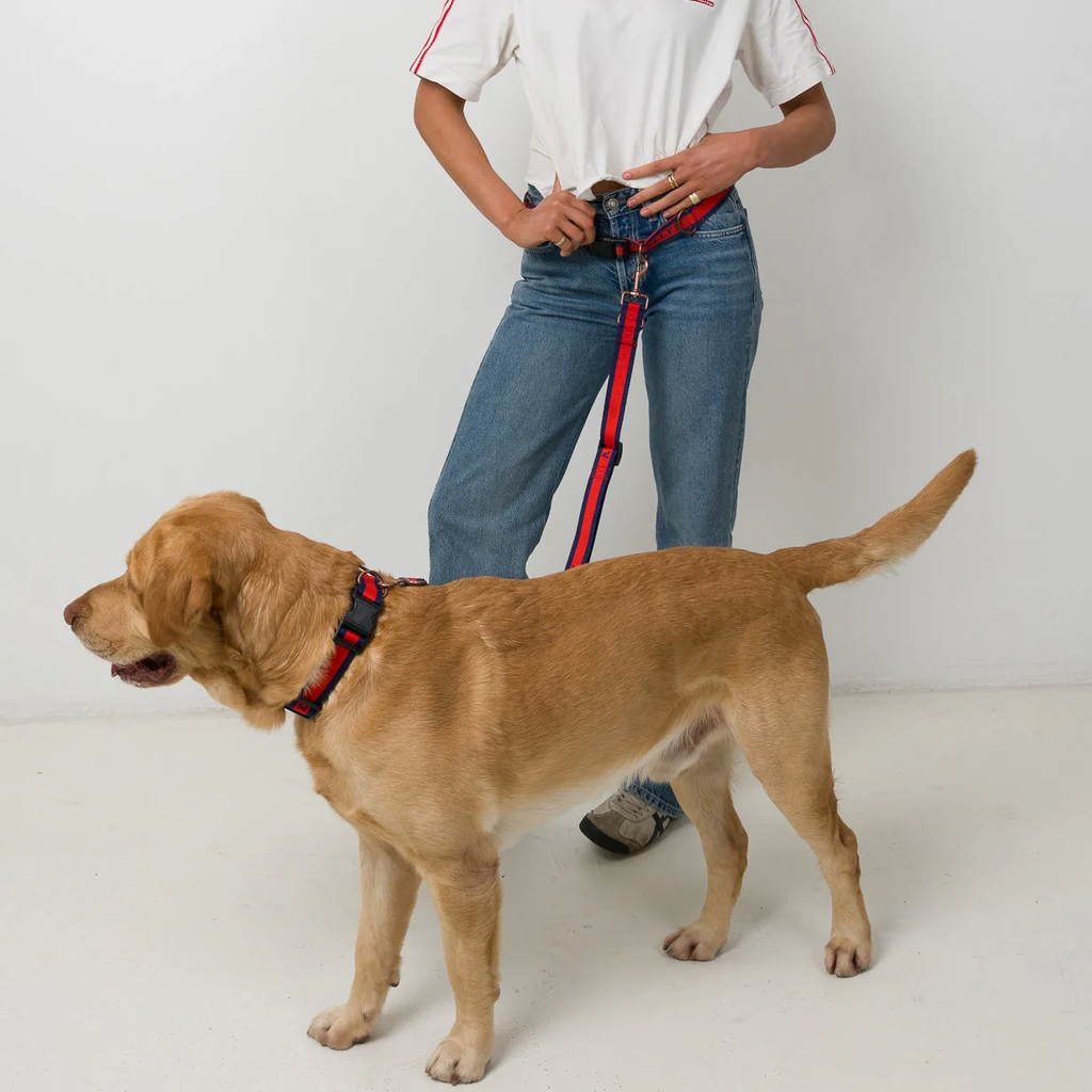 Hands-Free Dog Walking Belt, Lead & Collar Bundle - Everyday LIBERTE