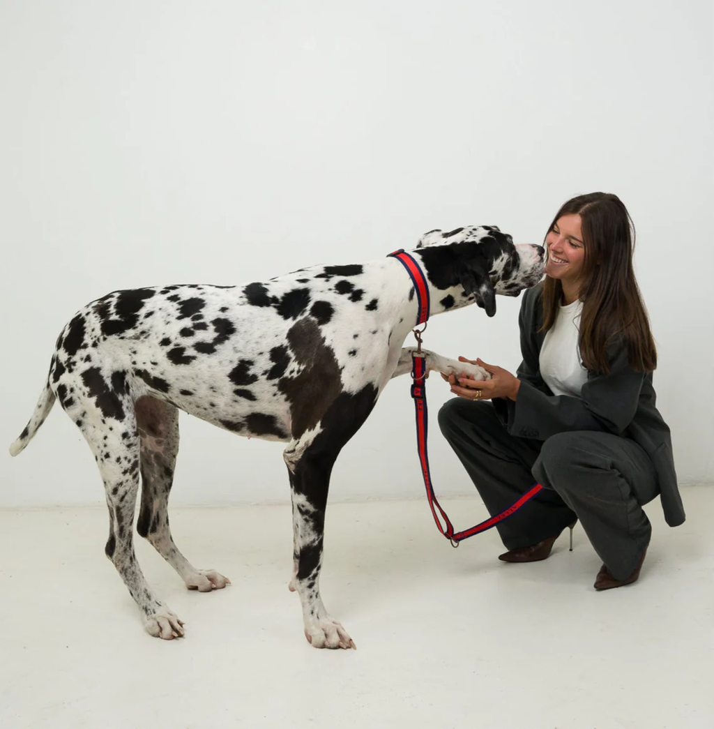 Hands-Free Dog Walking Belt, Lead & Collar Bundle - Everyday LIBERTE