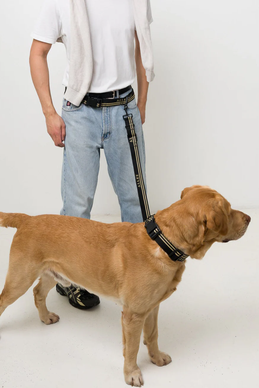Hands Free Dog Walking Belt, Lead & Collar Bundle - Heavy Duty ADVENTURE
