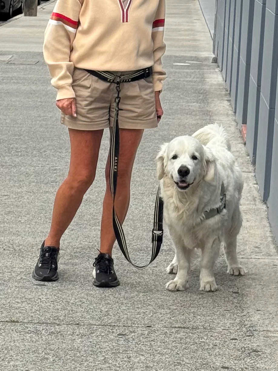 Hands Free Dog Walking Belt, Lead & Collar Bundle - Heavy Duty ADVENTURE