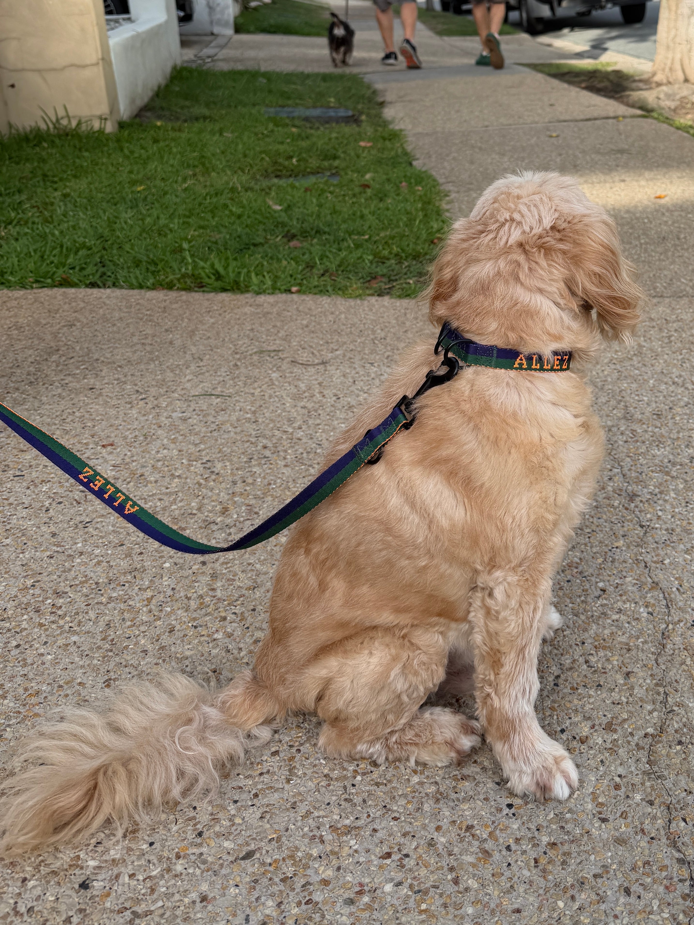 Hands Free Dog Walking Belt, Lead & Collar Bundle - Light Weight SPORT