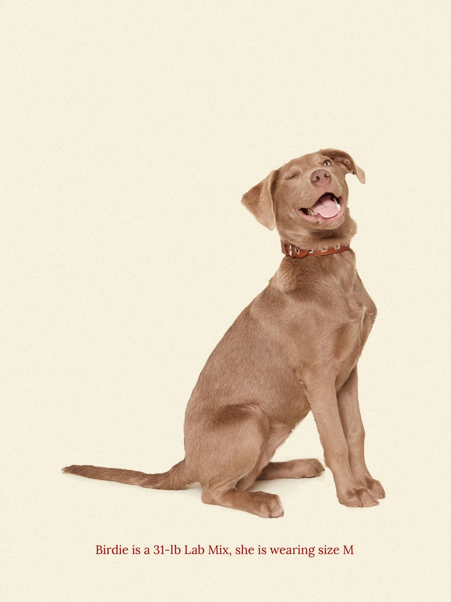 Hazel - Flower Power Collar