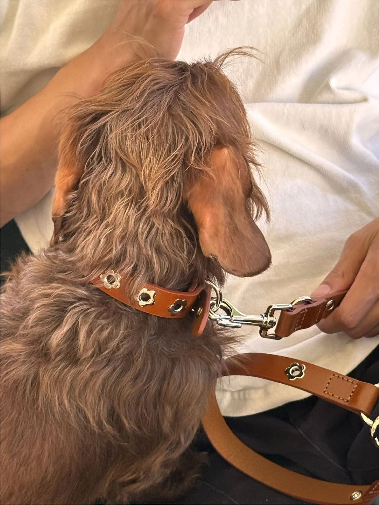 Hazel - Flower Power Collar