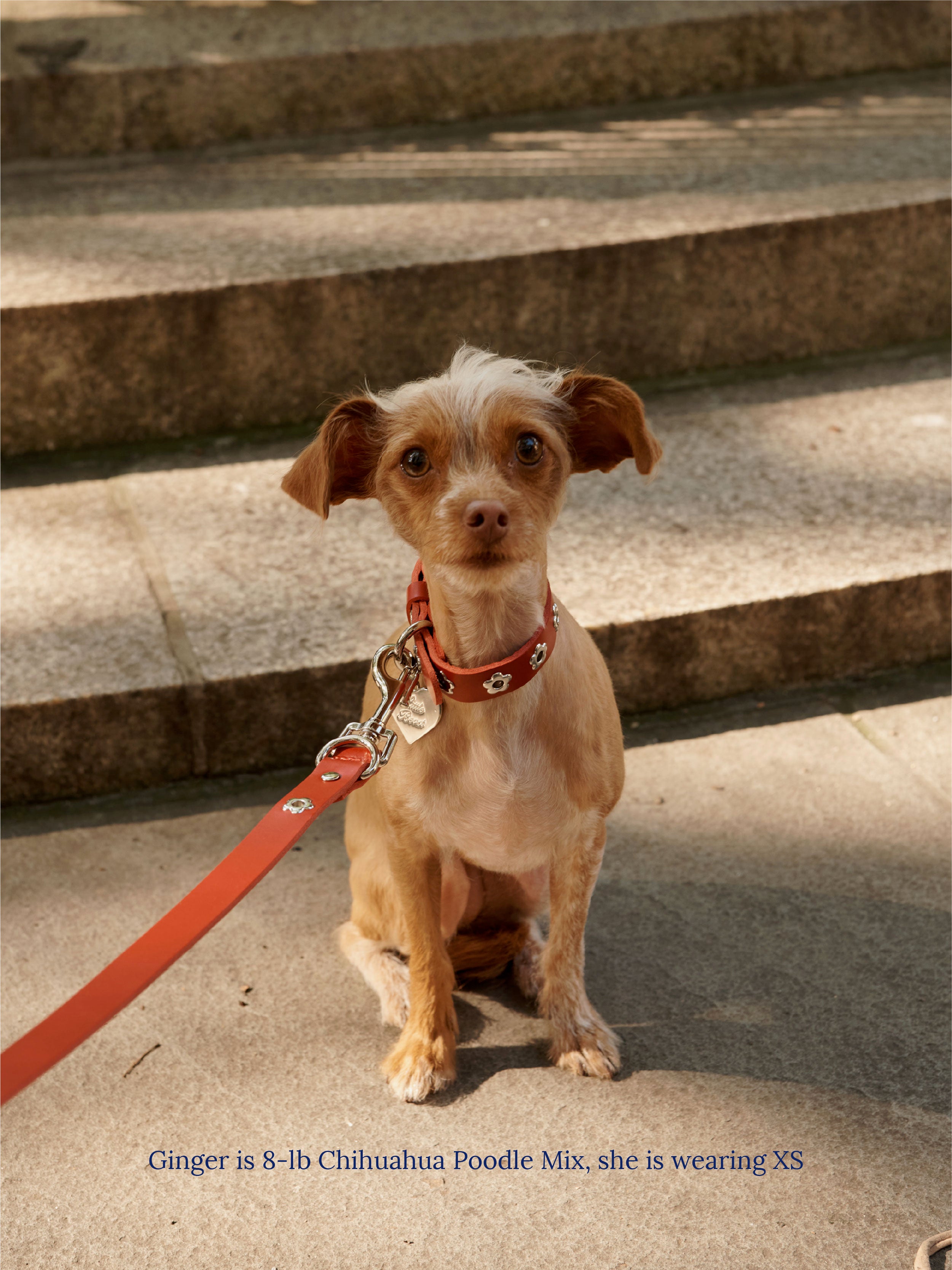 Hazel - Flower Power Collar