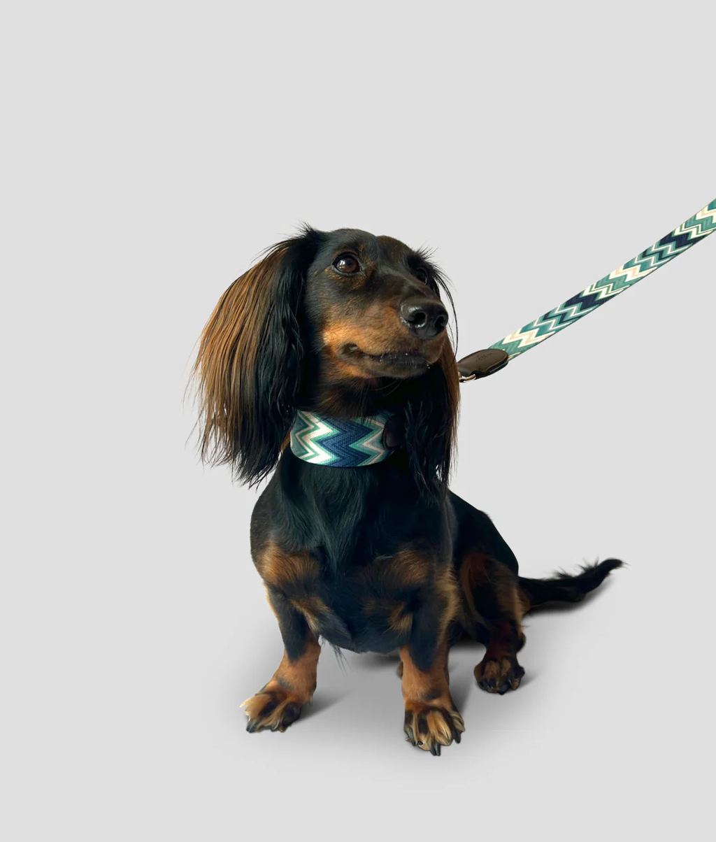 Chevron Azure Dog Collar
