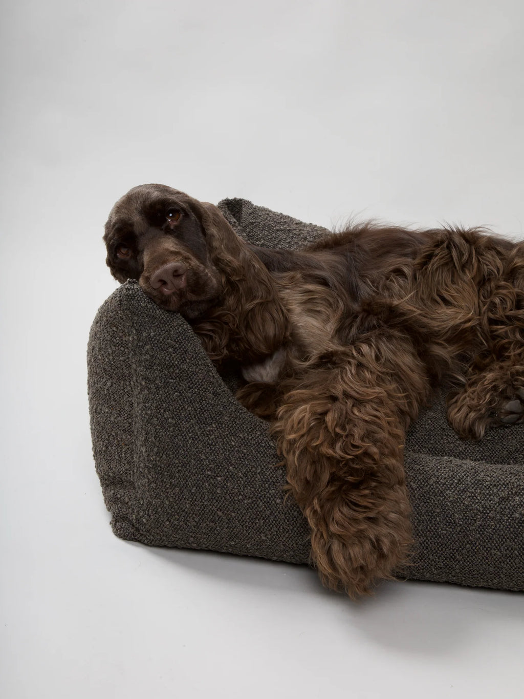 BILLY Bouclé Dog Bed Mocca