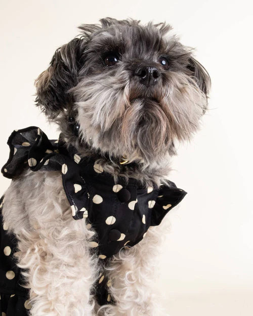Gigi Black + Ivory Polka Dot Dress