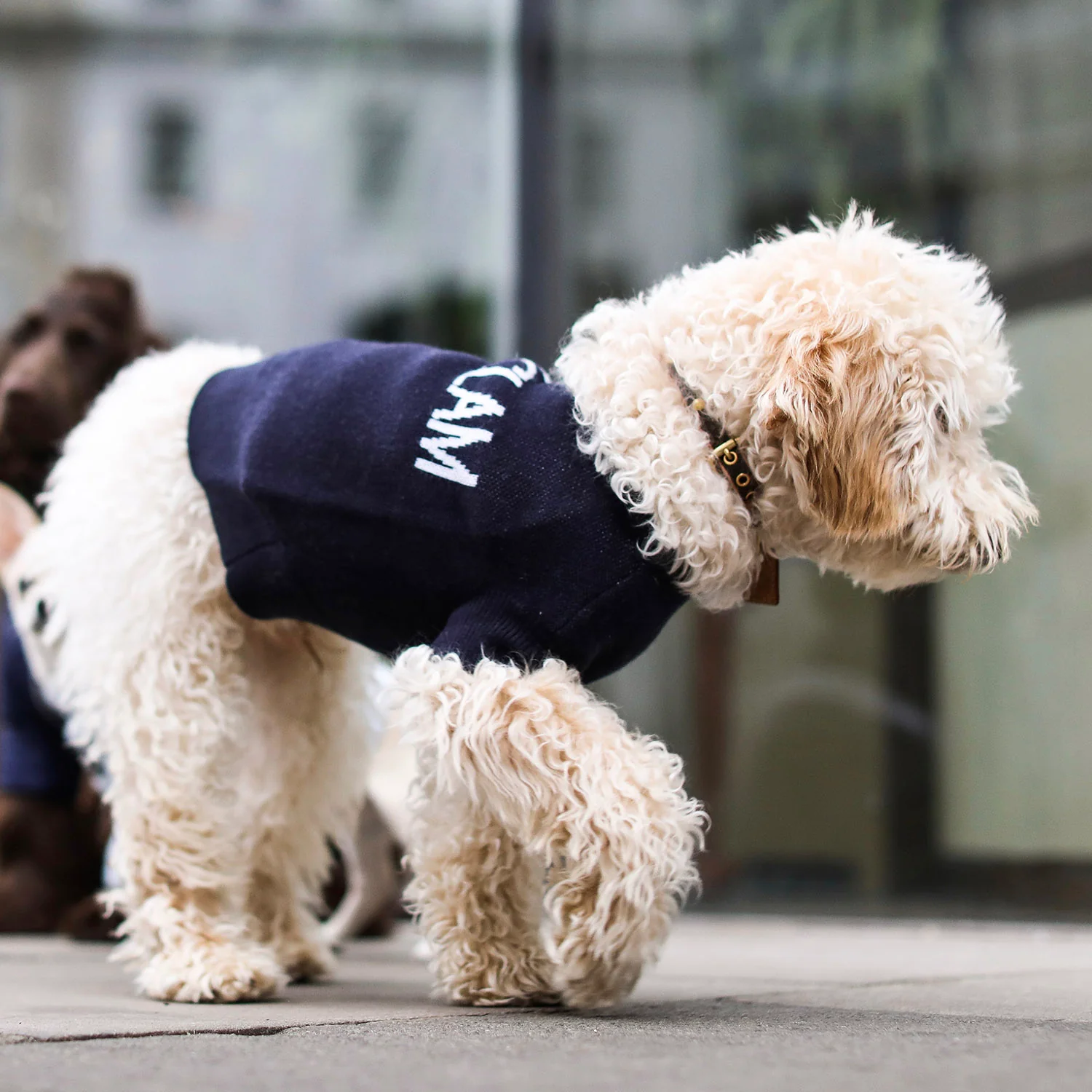 Logo Jumper