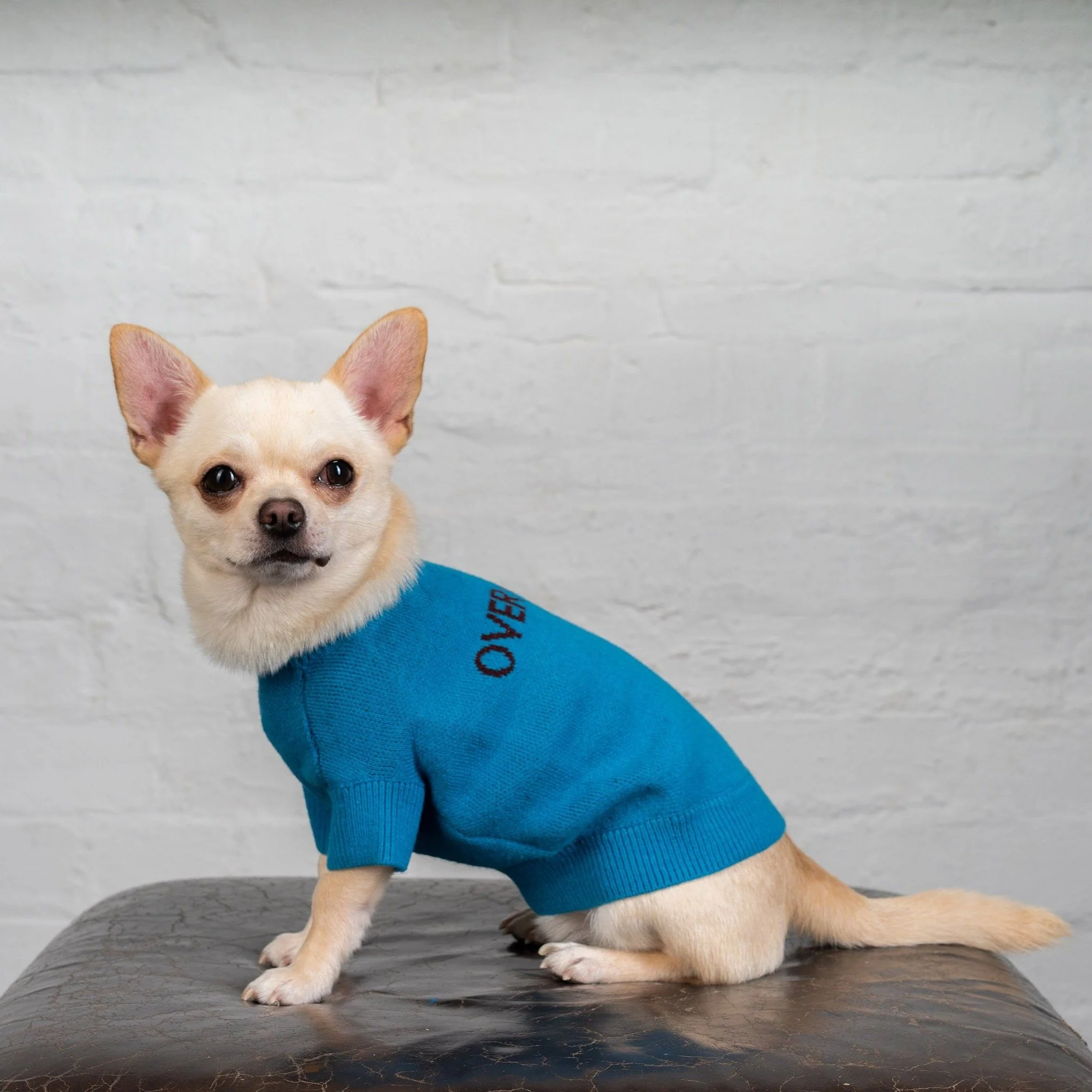 Logo Jumper