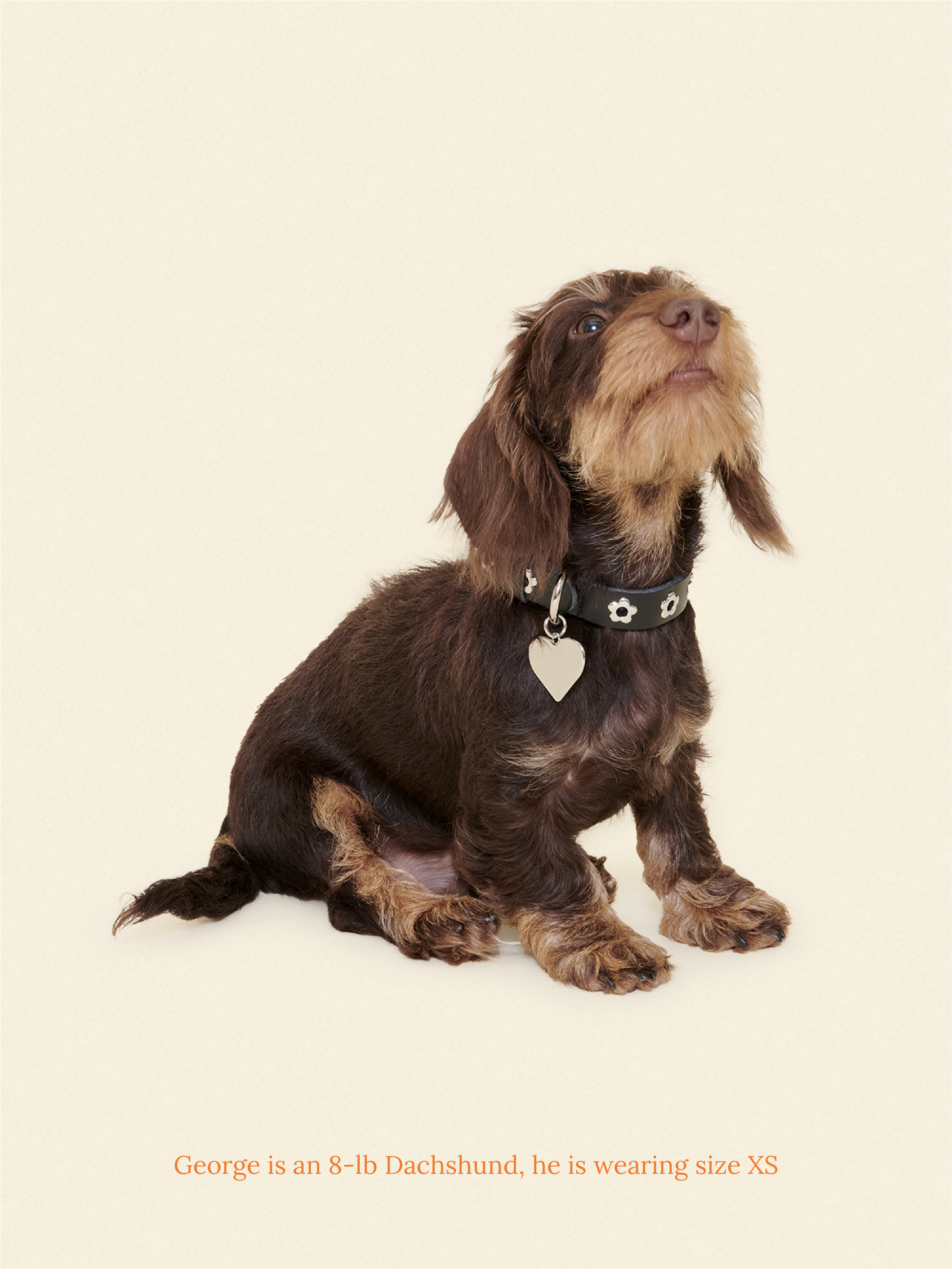 Midnight - Flower Power Collar