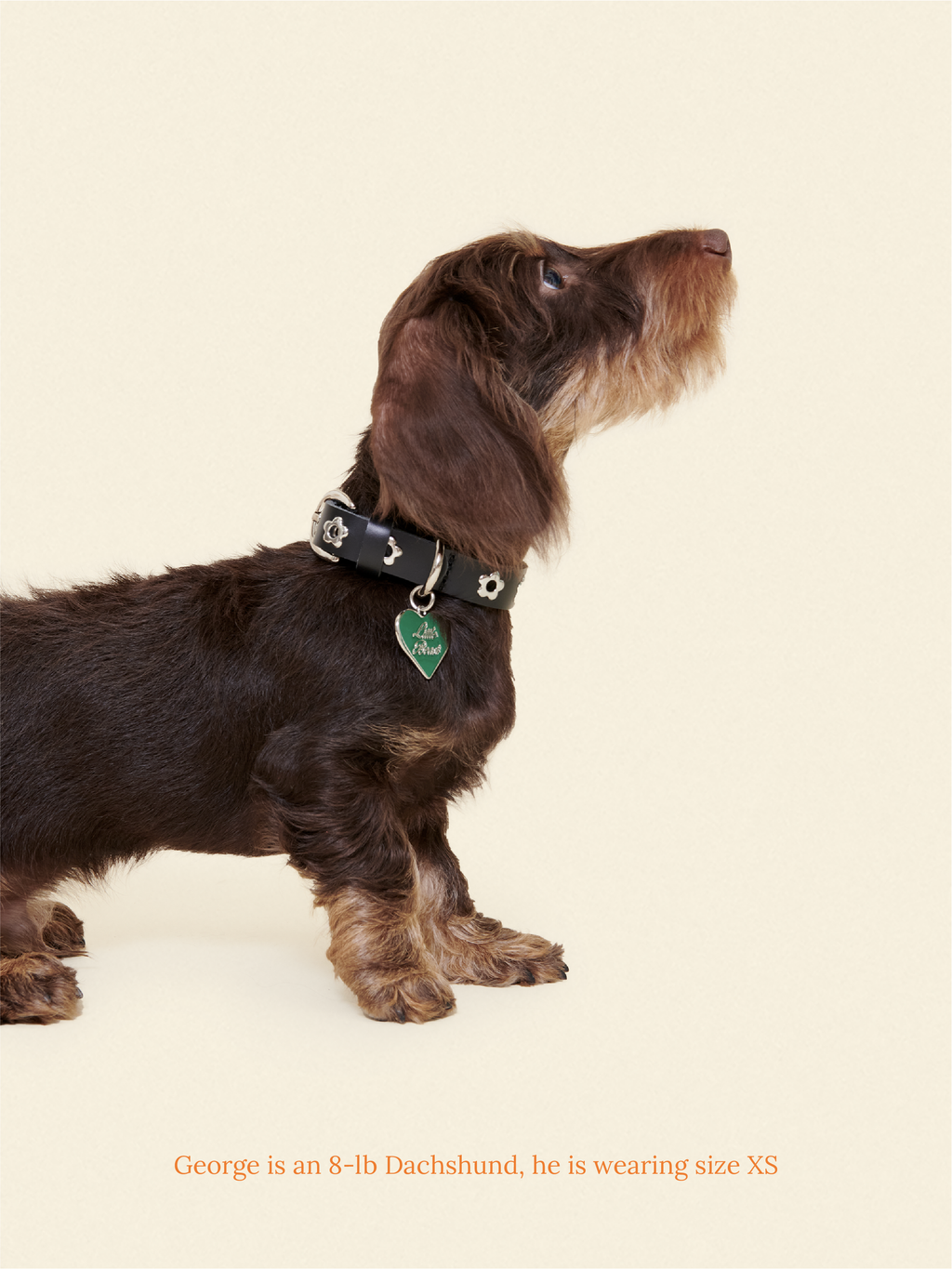 Midnight - Flower Power Collar