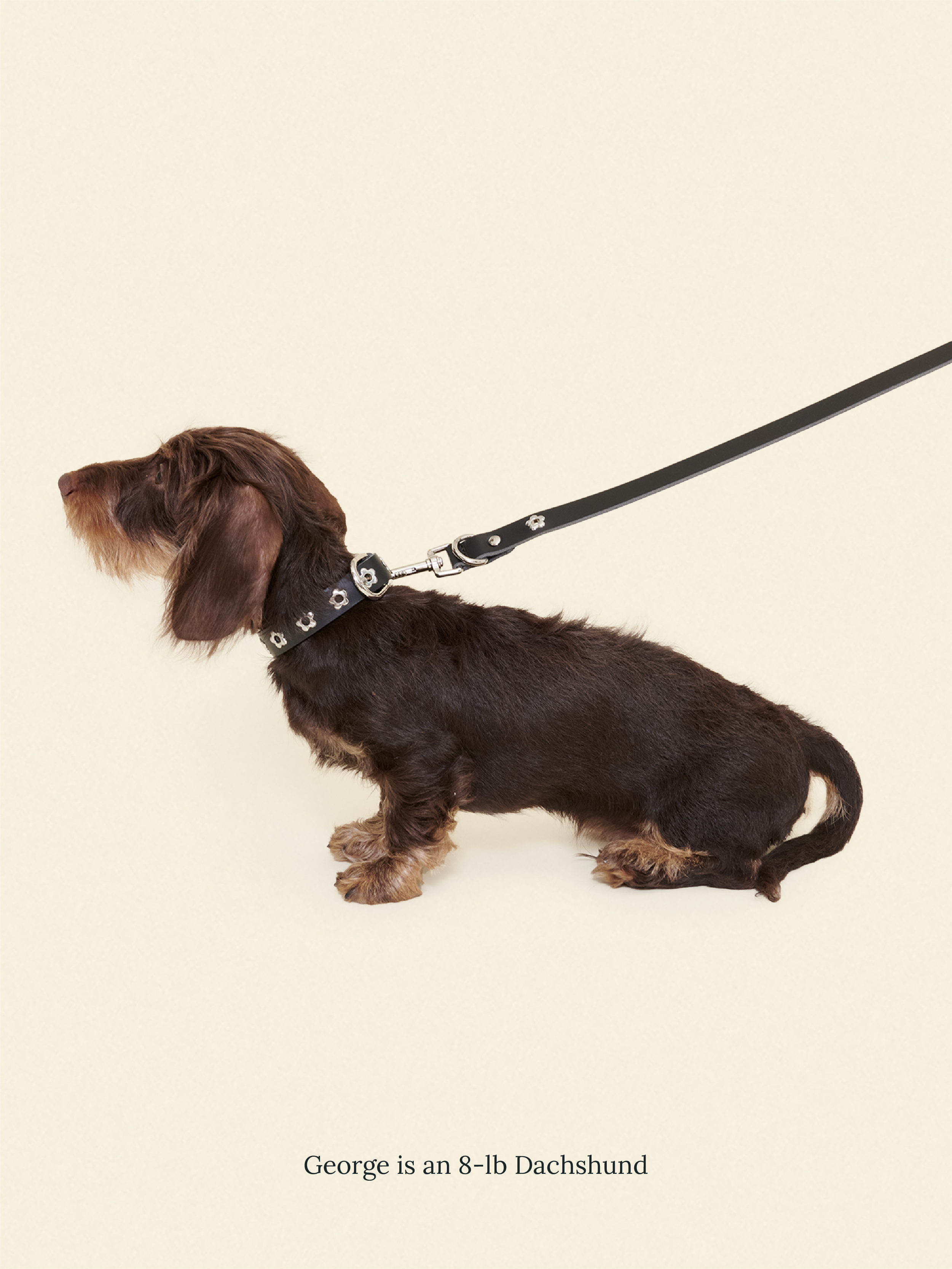 Midnight - Flower Power Leash