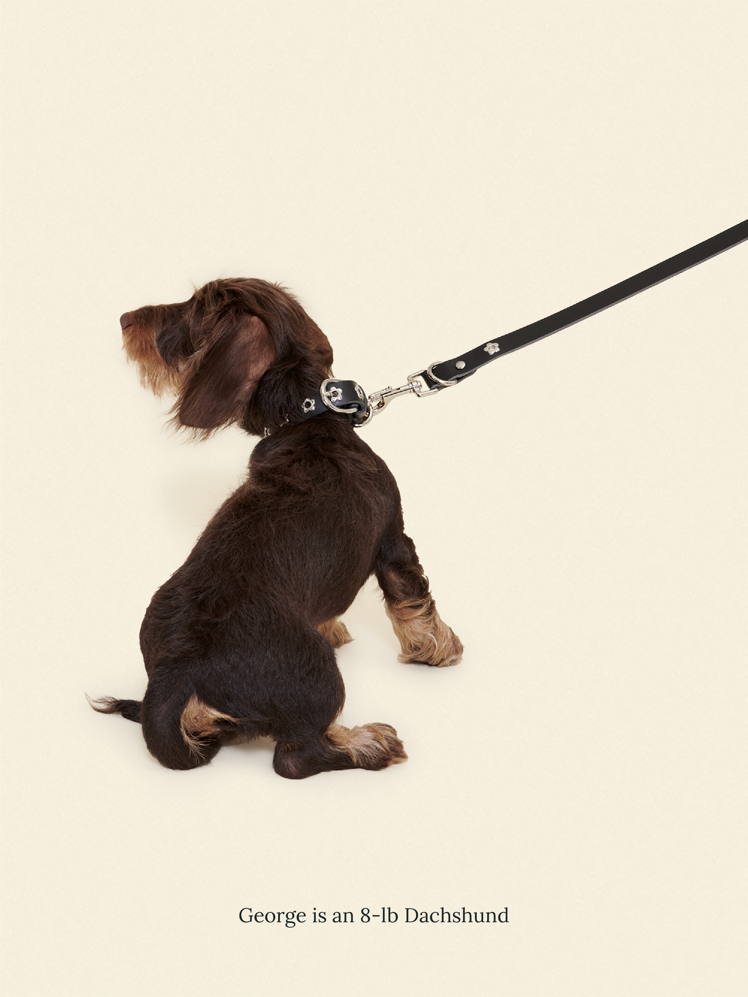 Midnight - Flower Power Leash