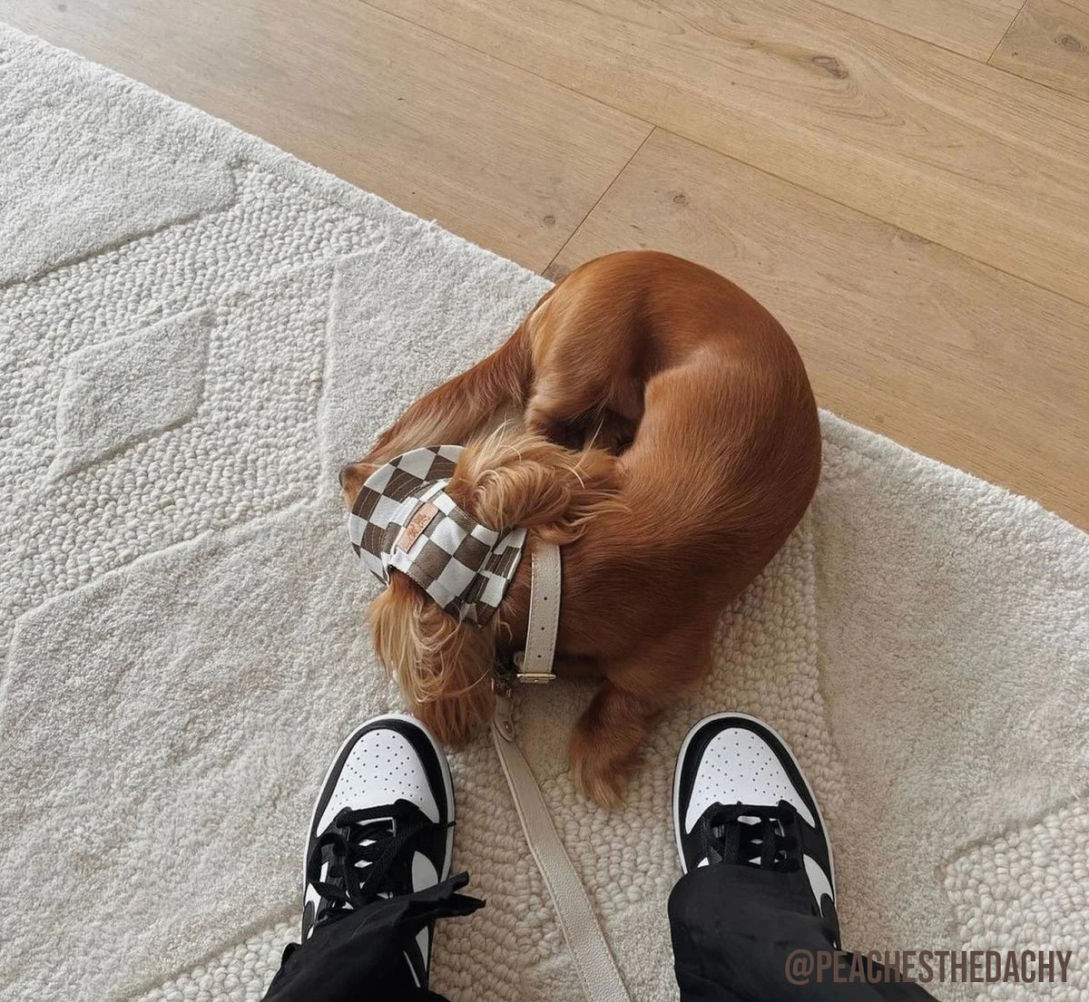 Dog Collar - Cream