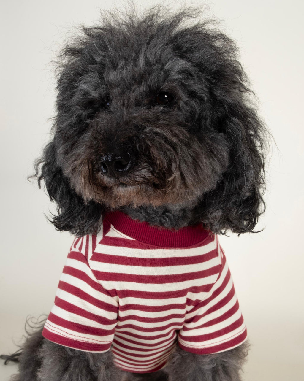 Playful Pooch Red + Ivory Striped Dog T-Shirt