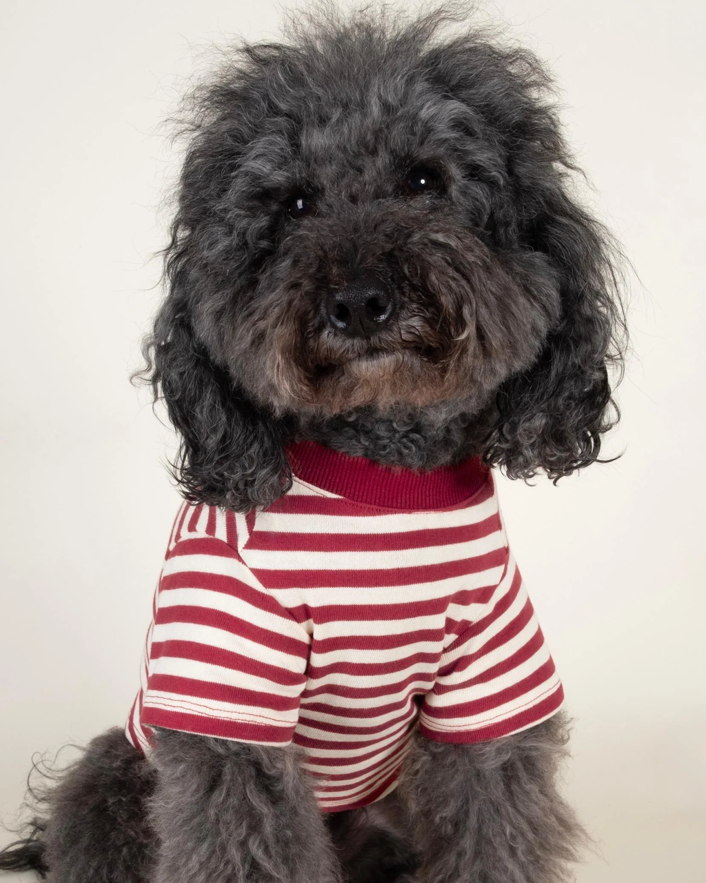 Playful Pooch Red + Ivory Striped Dog T-Shirt