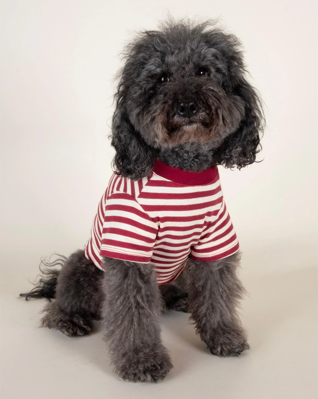 Playful Pooch Red + Ivory Striped Dog T-Shirt
