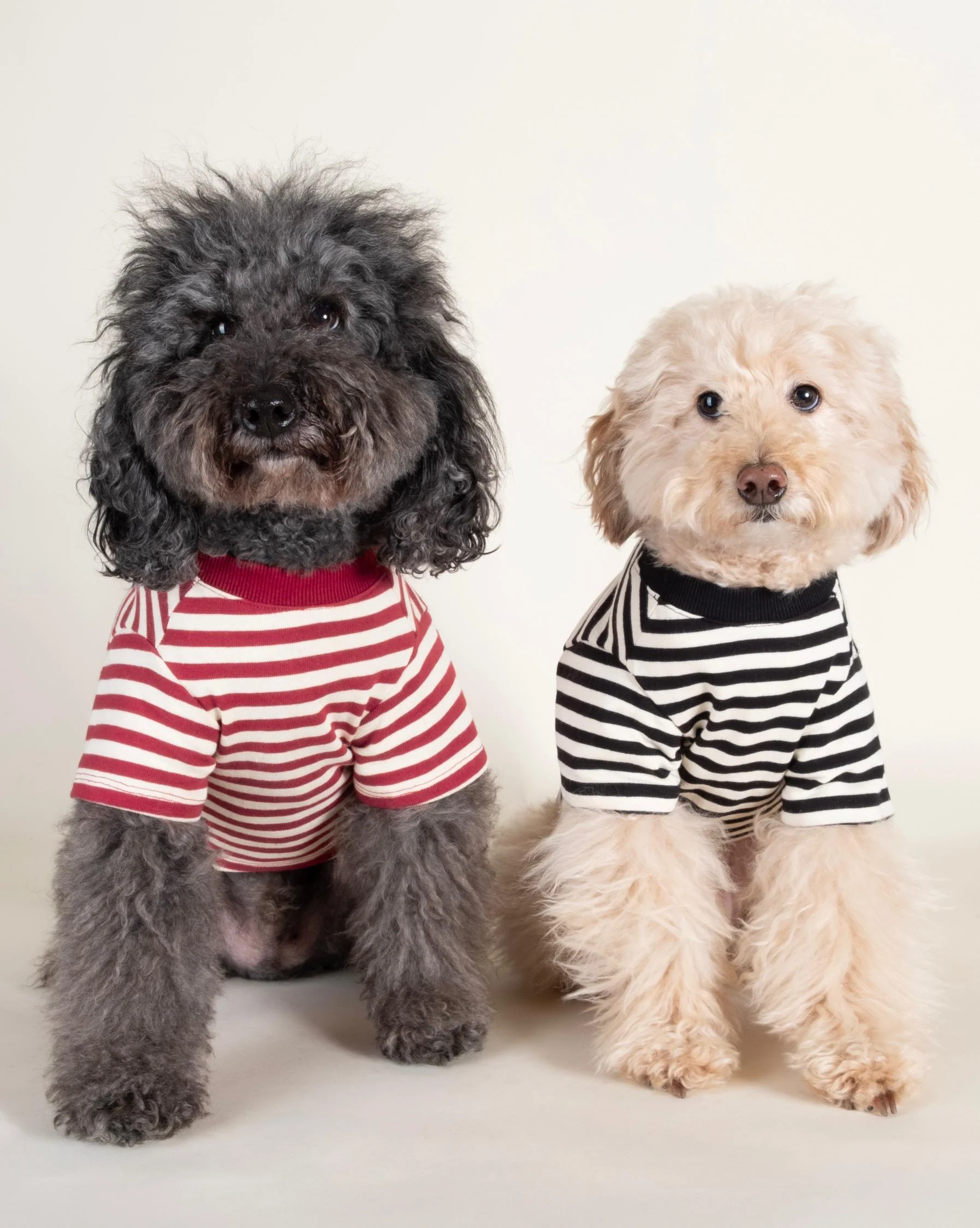Playful Pooch Red + Ivory Striped Dog T-Shirt