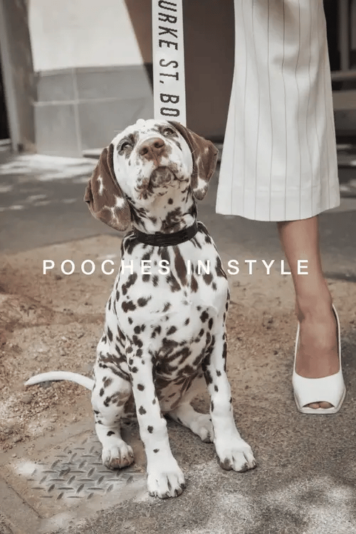 Jacquard Dog Lead - Oat