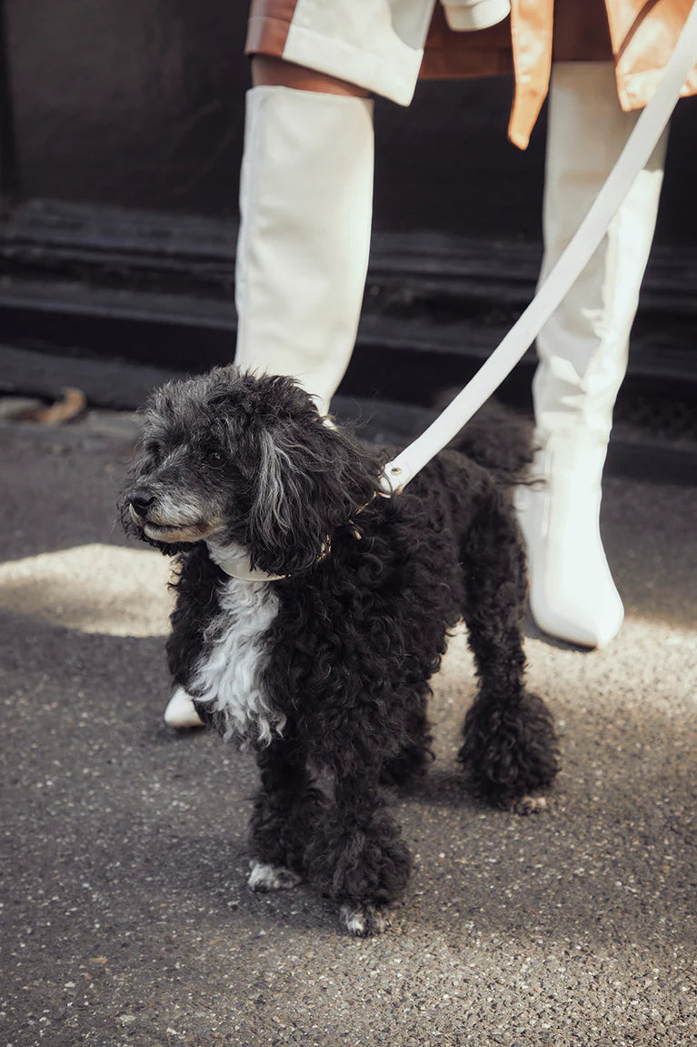 Signature Circle Dog Lead - Cream