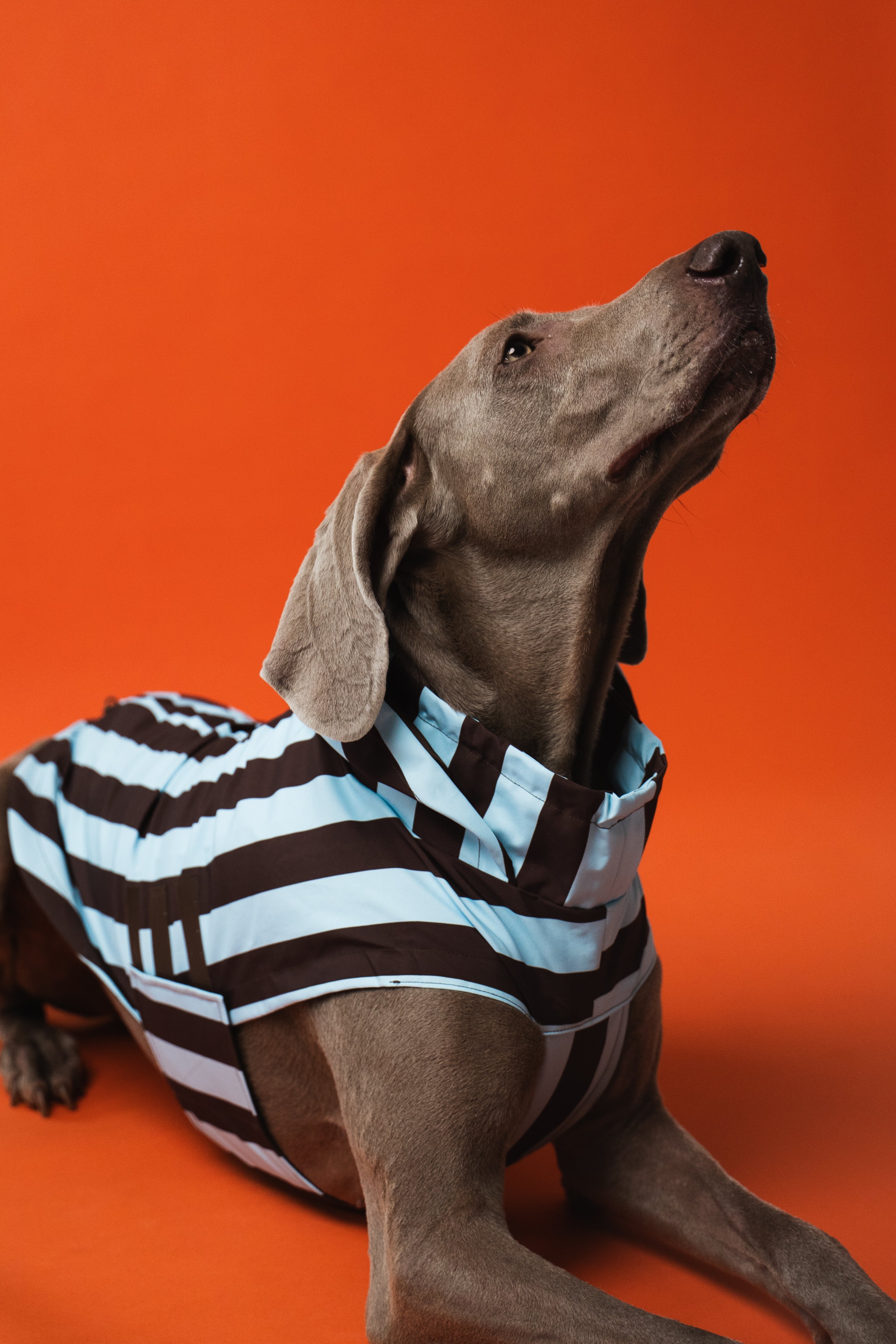 Raincoat Stripes