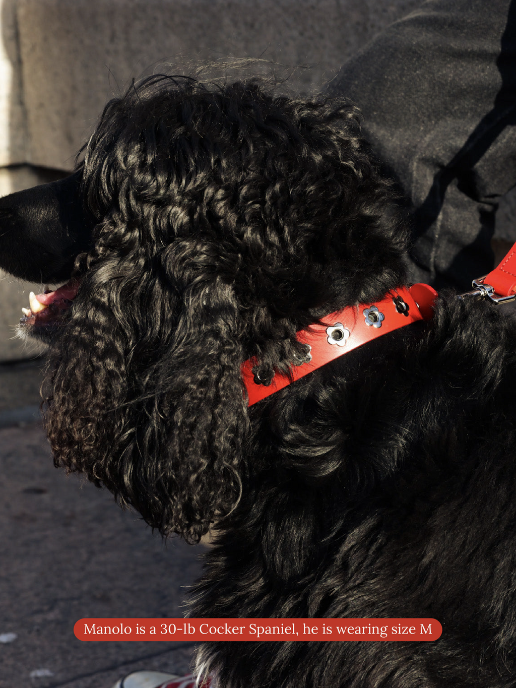 Ruby - Flower Power Collar