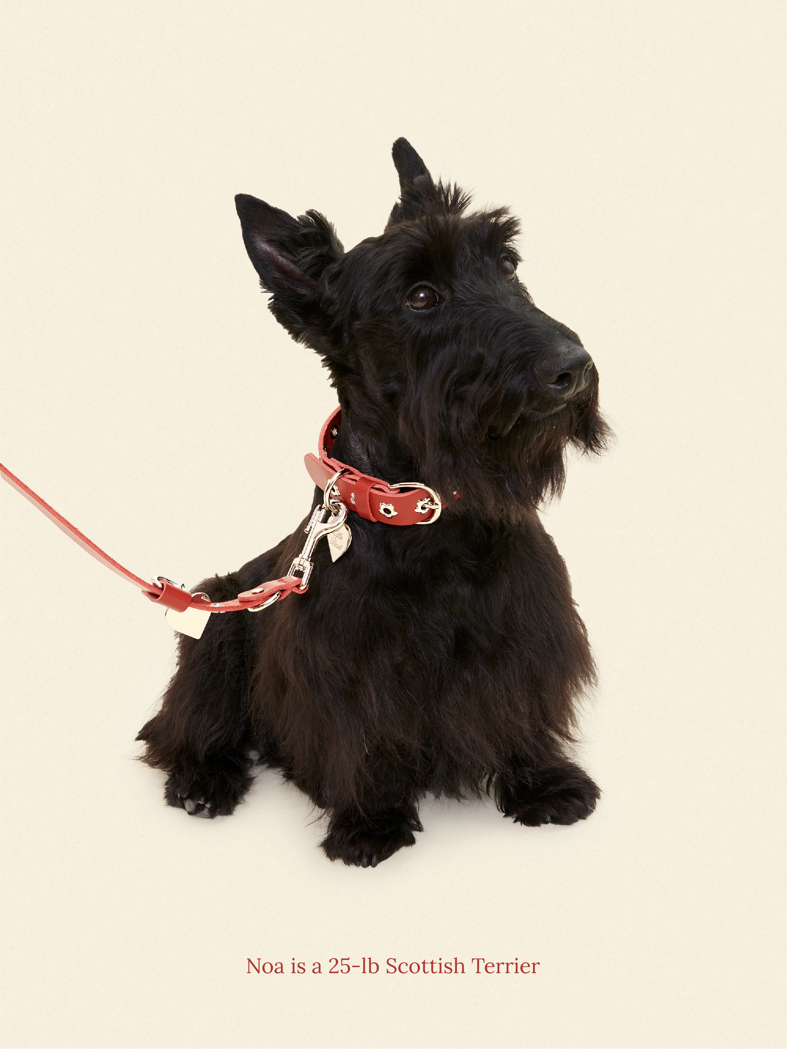 Ruby - Flower Power Leash