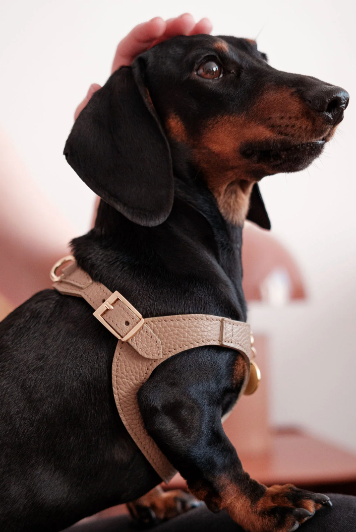 Brown Leather Juno Dog Harness