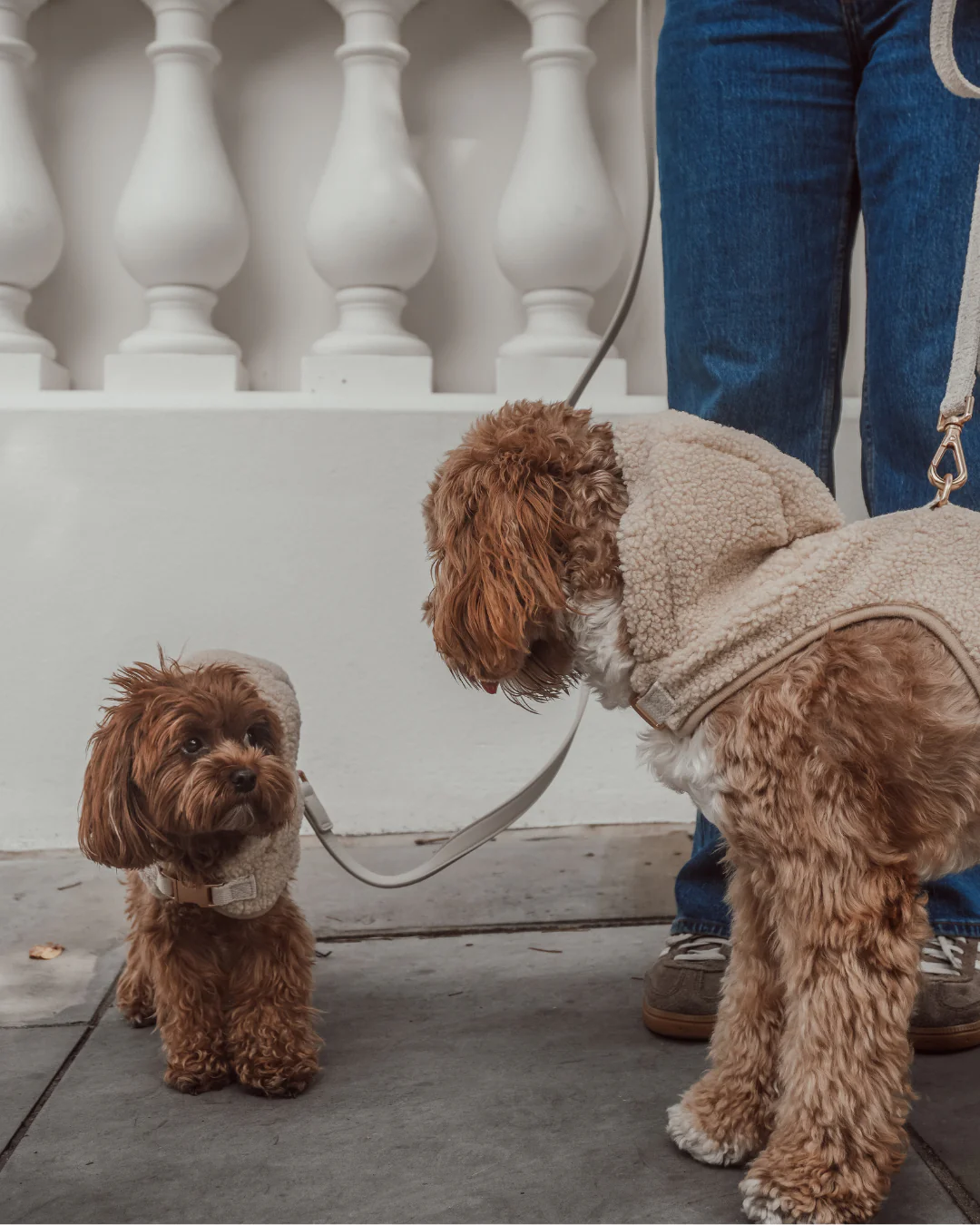 The Cosy Hoodie Harness