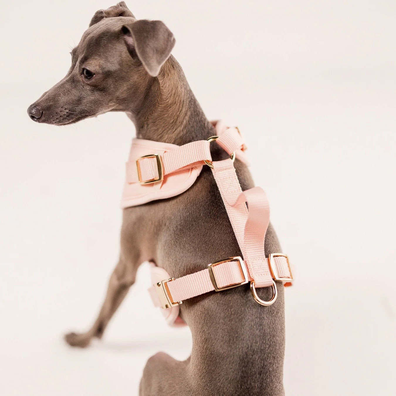 The Ultimate Walk Set - Rose