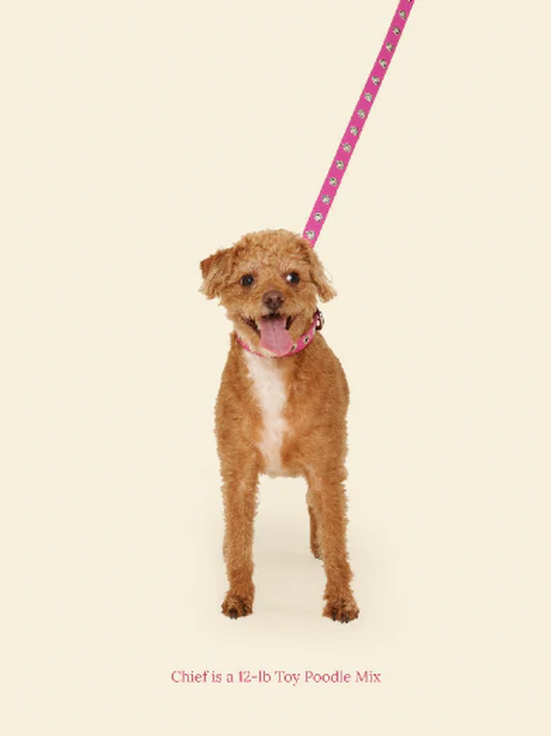 You Mean the World to Me - Peony