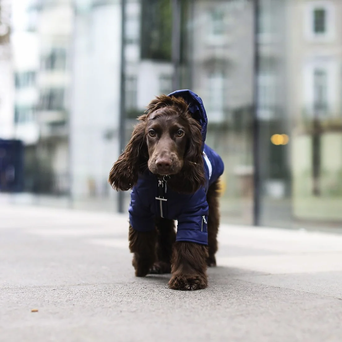 Zip up Puffer Jacket (Navy)