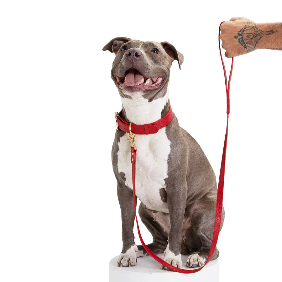Balley Dog Leash by Moshiqa