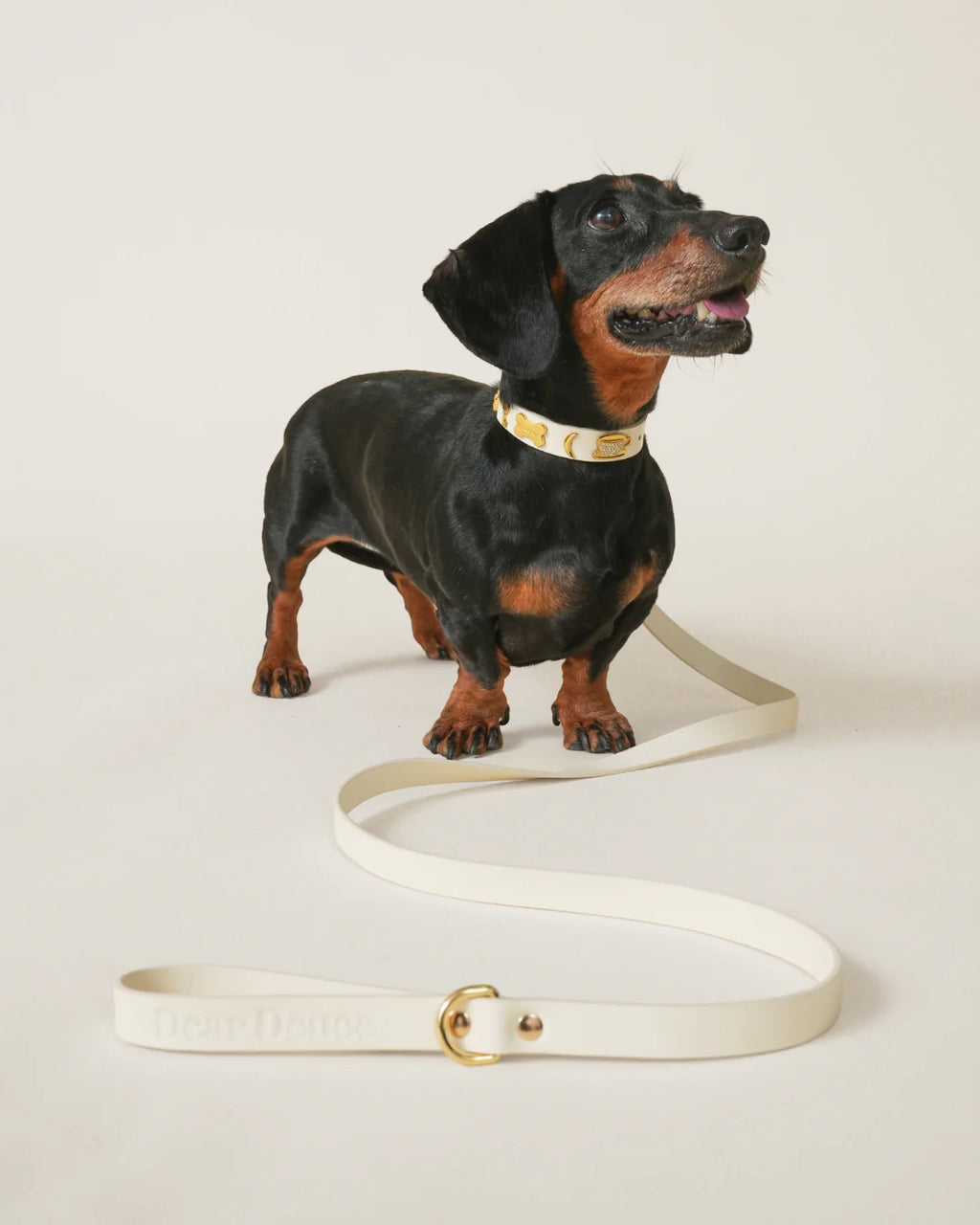 Couch Potato Leash